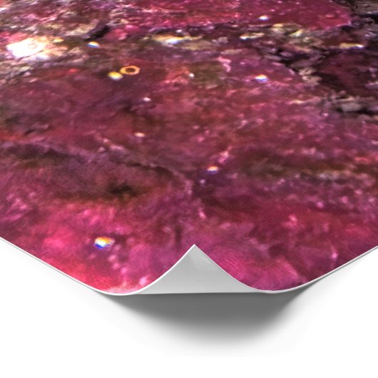 Moorish Idol and Wrasse ポスター (角)