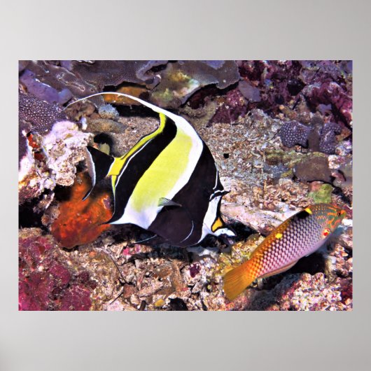 Moorish Idol and Wrasse ポスター (正面)