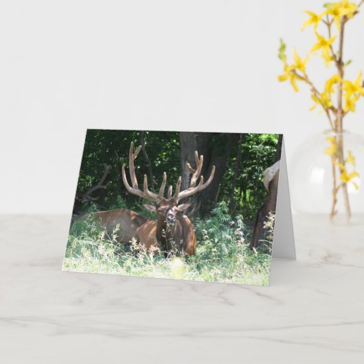 Moose写真 カード (黄色い花)