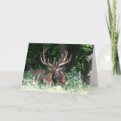 Moose写真 カード (正面)