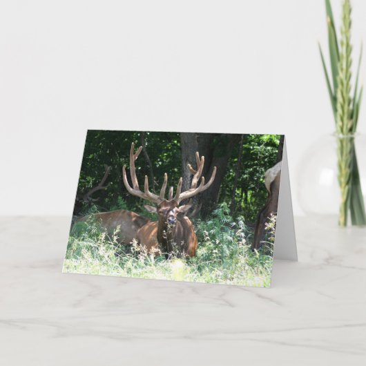 Moose写真 カード (正面)