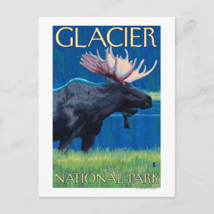 Moose at Night - Glacier National Park, MT ポストカード