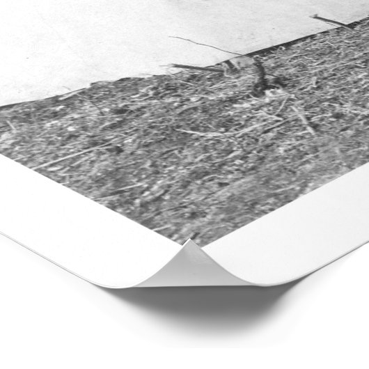 Moose Teepee 1916 ポスター (角)