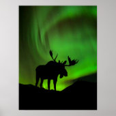 Moose with Green Aurora Borealis, Alaska ポスター (正面)