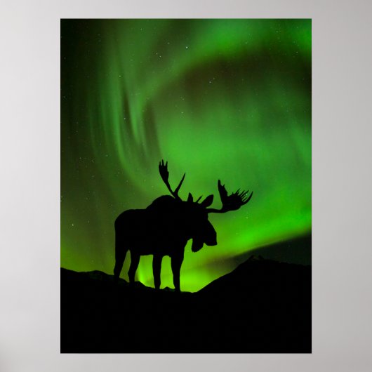 Moose with Green Aurora Borealis, Alaska ポスター (正面)
