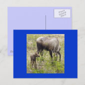 Moosecalf ポストカード (正面/裏面)