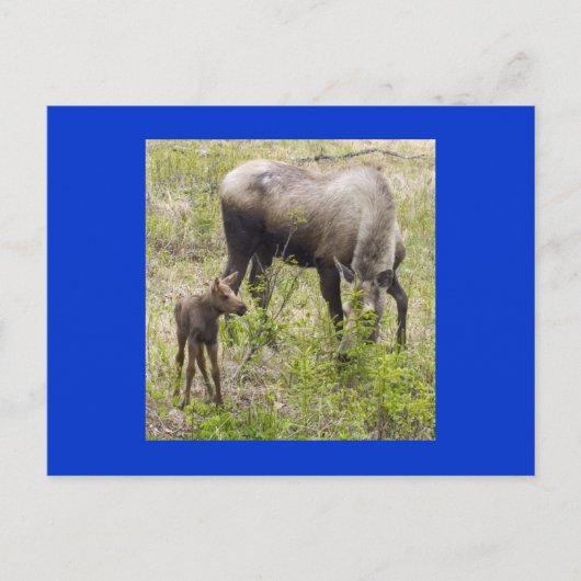 Moosecalf ポストカード (正面)