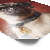 Mops写真 フォトプリント (角)