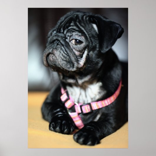 Mops ポスター (正面)