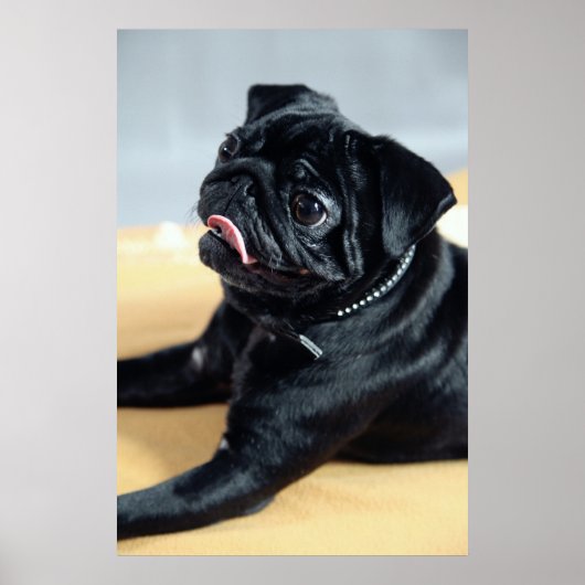 Mops ポスター (正面)