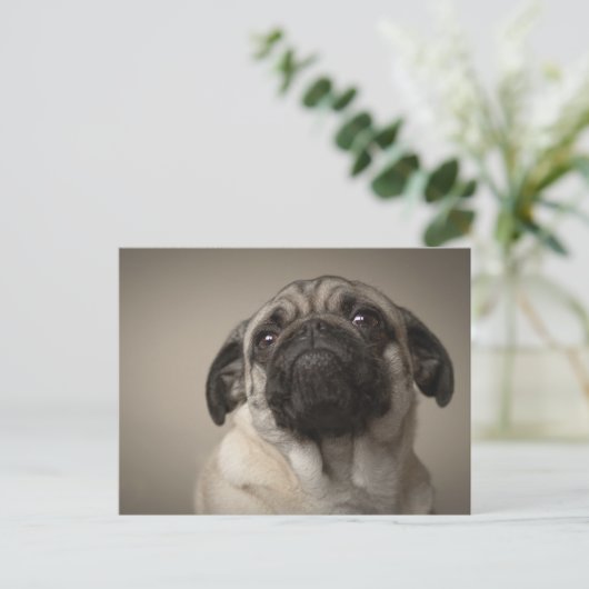 Mops Aura ポストカード (スタンド正面)