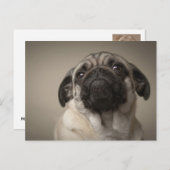 Mops Aura ポストカード (正面/裏面)