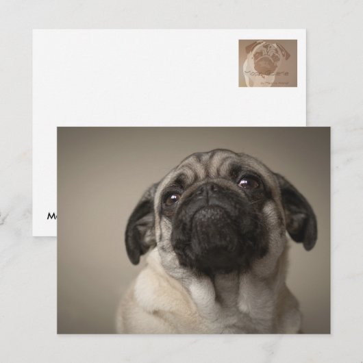 Mops Aura ポストカード (正面/裏面)