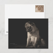 Mops Aura ポストカード (正面/裏面)