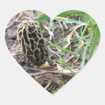 Morchella esculenta, Black Morel, Morel Mathes