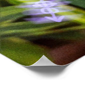 moreia branca ポスター (角)