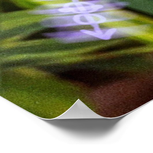 moreia branca ポスター (角)