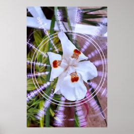 moreia branca ポスター