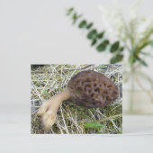 Morel Mushroom on Unalaska Island ポストカード (スタンド正面)