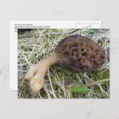Morel Mushroom on Unalaska Island ポストカード (正面/裏面)