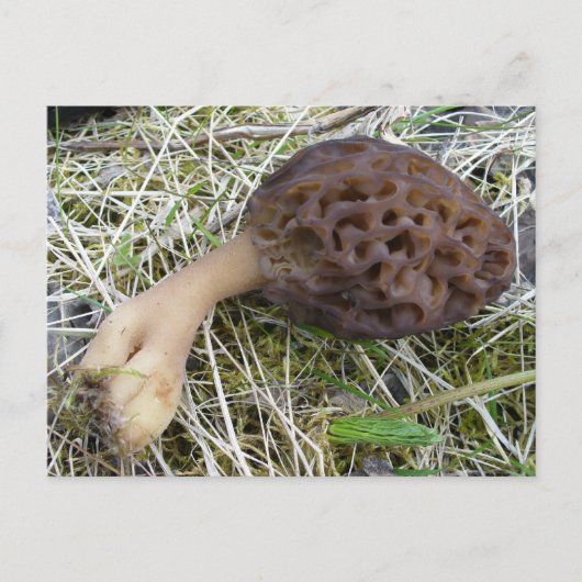 Morel Mushroom on Unalaska Island ポストカード (正面)
