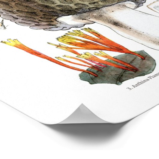 Morel Mushroom Poster ポスター (角)