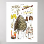 Morel Mushroom Poster ポスター (正面)