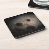 Morkie犬の子犬のかわいい救助のコースター コースター (左側)