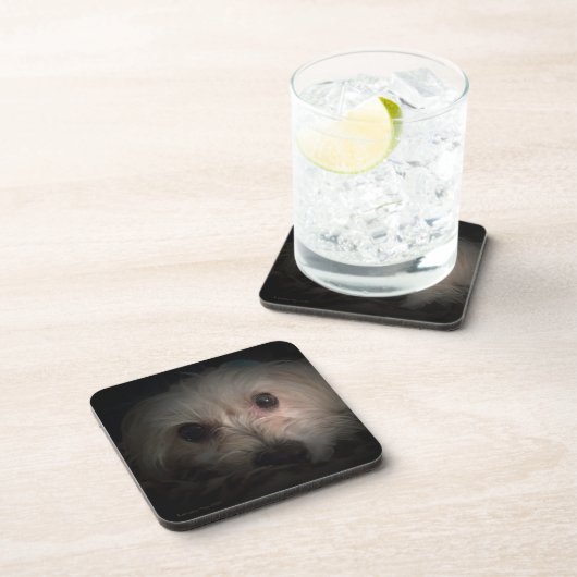 Morkie犬の子犬のかわいい救助のコースター コースター (右側)