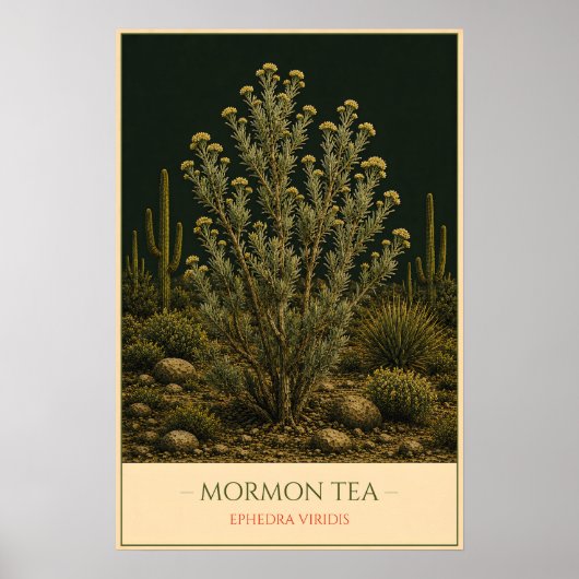 Mormon Tea – Vintage Botanical Illustration ポスター (正面)