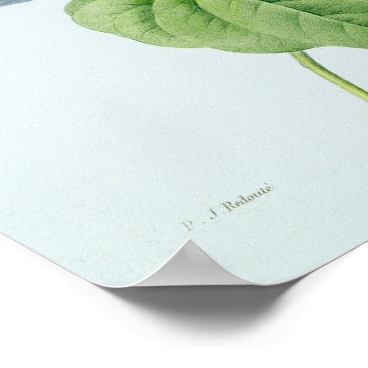 Morning Glory ポスター (角)