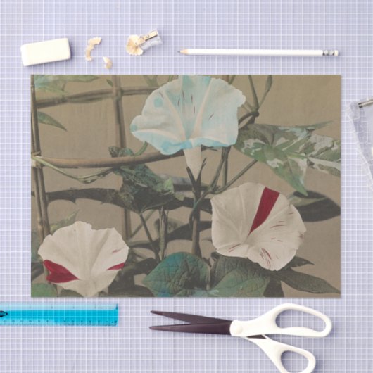 Morning Glory by Ogawa Kazumasa 薄葉紙 (クラフト)