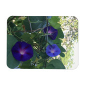 Morning Glory Kaleidoscope マグネット (横)