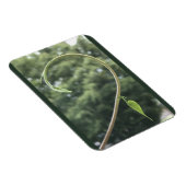 Morning Glory Tendril and Leaf Magnet マグネット (右側)