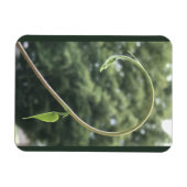 Morning Glory Tendril and Leaf Magnet マグネット (横)