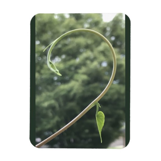 Morning Glory Tendril and Leaf Magnet マグネット (縦)