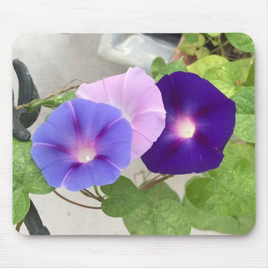 Morning Glory Trio Close-up マウスパッド (正面)