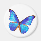 Morpho rhetenor マグネット (正面)