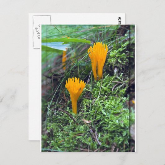 Moss Co上の2つの明るいオレンジ色の黄色の野生のキノコ ポストカード (正面/裏面)