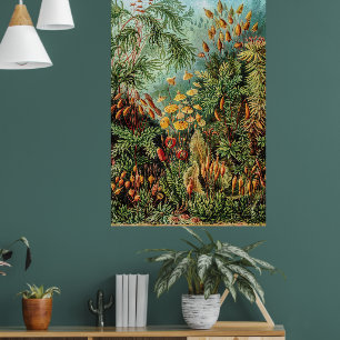Moss Plants Muscinae by Ernst Haeckel Poster ポスター
