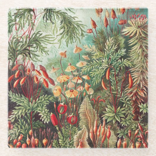 Mosses, Muscinae Laubmoose著Ernst Haeckel著 ガラスコースター (正面)