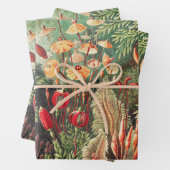 Mosses, Muscinae Laubmoose著Ernst Haeckel著 ラッピングペーパーシート (インサイチュ)