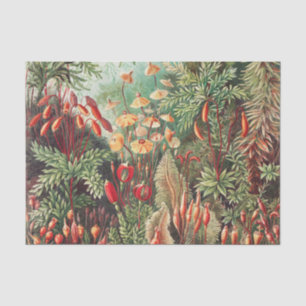 Mosses, Muscinae Laubmoose著Ernst Haeckel著 薄葉紙