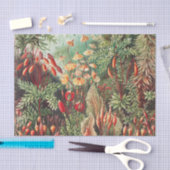 Mosses, Muscinae Laubmoose著Ernst Haeckel著 薄葉紙 (クラフト)