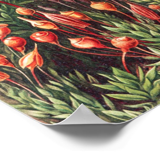 Mosses, Muscinae Laubmoose by Ernst Haeckel ポスター (角)