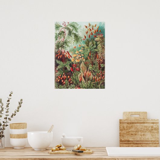 Mosses, Muscinae Laubmoose by Ernst Haeckel ポスター (キッチン)