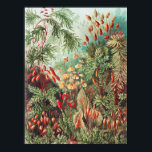 Mosses, Muscinae Laubmoose by Ernst Haeckel ポスター<br><div class="desc">Muscinae Laubmoose by Ernst Haeckel Vintage Plants Poster</div>