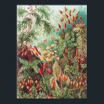 Mosses, Muscinae Laubmoose by Ernst Haeckel ポスター<br><div class="desc">Muscinae Laubmoose by Ernst Haeckel Vintage Plants Poster</div>
