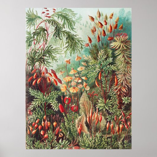 Mosses, Muscinae Laubmoose by Ernst Haeckel ポスター (正面)