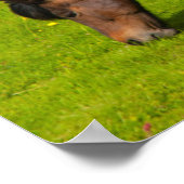 Mossfellsbaer Icelandic Horse ポスター (角)